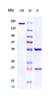 ANO1 / TMEM16A Reference Antibody