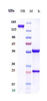 Albumin Reference Antibody