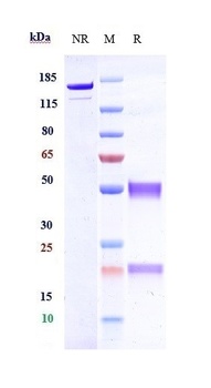RGMC/HFE2 Antibody