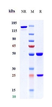 PACAP38 Reference Antibody