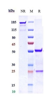 Nogo Receptor / NgR Reference Antibody