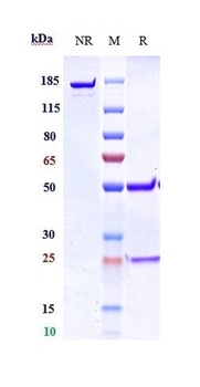 GREM1 / Gremlin Reference Antibody