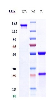 GOLM1 Reference Antibody