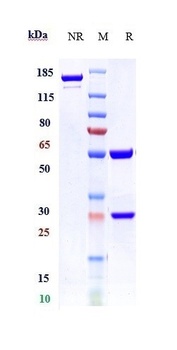 vWF Reference Antibody