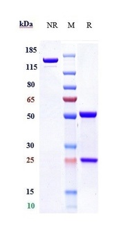 F9/Factor IX Antibody