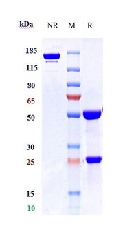 PTPRC/CD45 Antibody