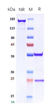 Integrin aVb6 (ITGAV & ITGB6) Antibody