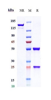 GUCY2C Antibody