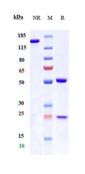 IL-13Ra1/CD213a1 Antibody