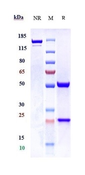 Phosphorylcholine Antibody