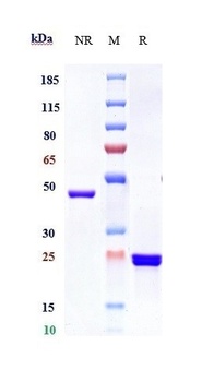 GP6/Glycoprotein-6 Antibody