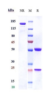CSF2Rb/CD131 Antibody
