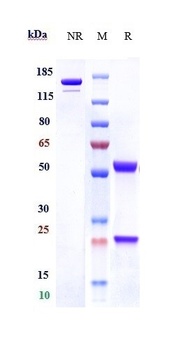 C1q Antibody