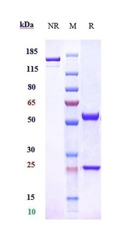 Adrenomedullin Antibody