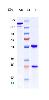 Integrin b1/ITGB1/CD29 Antibody