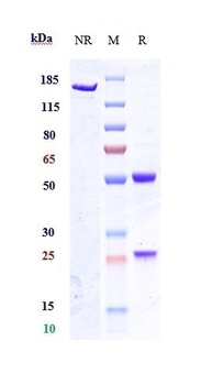 CSF3/G-CSF Antibody