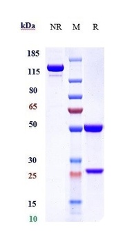 CD14 Antibody