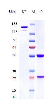 Complement C3 Antibody