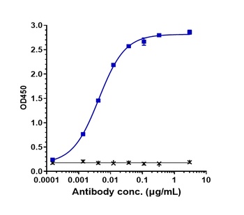 Complement C2 Antibody