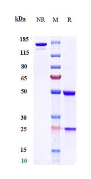 BTN1A1 Antibody