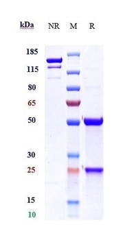 IL-22Ra Antibody