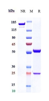Fucosyl GM1 Antibody