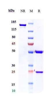 FGF23 Antibody