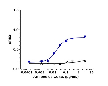CALCRL/CALRL/CGRPR Antibody