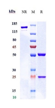 CD48 Reference Antibody