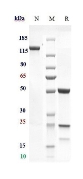 AMHR2 Antibody