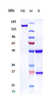 ROBO1 Reference Antibody