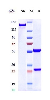 CD6 Antibody