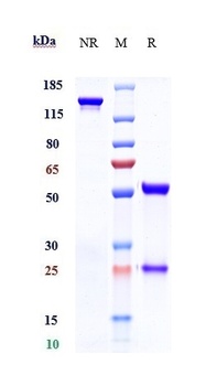 AOC3/VAP1 Antibody
