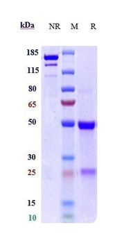 TYRO3 Antibody