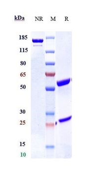 TNFRSF12A/TWEAKR/CD266 Antibody