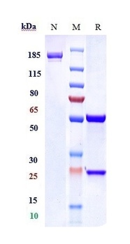TrkA/NTRK1 Antibody