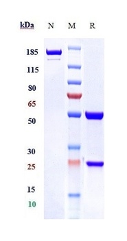 TNFRSF10A/TRAILR1/CD261 Antibody