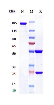 TIM-3/HAVCR2/CD366 Antibody
