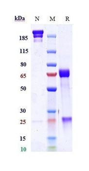 TGFb1 Antibody