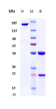 TGFb1 Antibody