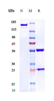TF/Factor III/Tissue Factor/CD142 Antibody