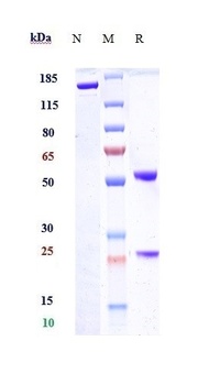 Syndecan-1/CD138 Antibody