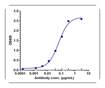 STAB1 Antibody