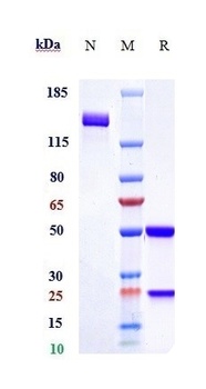 SOST/Sclerostin Antibody