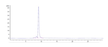 SOST/Sclerostin Antibody