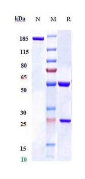 RSPO1 Reference Antibody