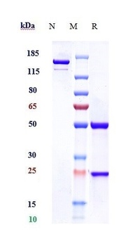 MSPR/RON/CD136 Antibody
