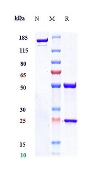 TNFSF11/RANKL/CD254 Antibody