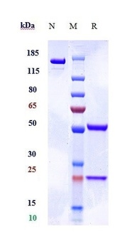 AGER/RAGE Antibody