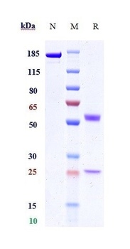 PVRIG Antibody